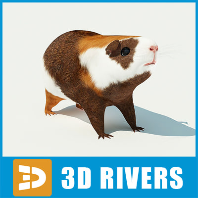 3d guinea pig cavy model