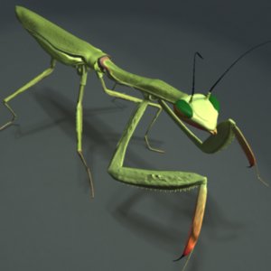 3d model mantis