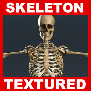 human skeleton 3d model