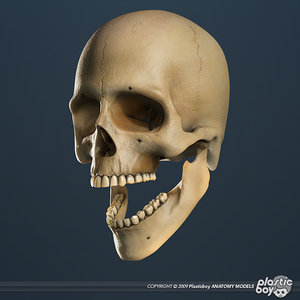 3ds max human skull