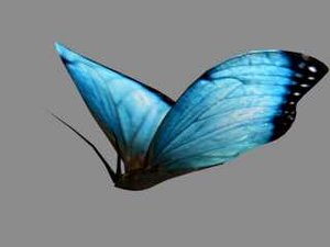 butterfly animation max free