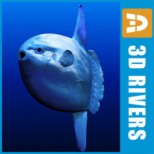 sunfish fish ocean 3d model