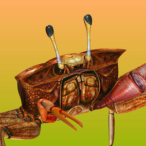 3d fiddler crab