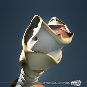 medically human larynx trachea 3d model