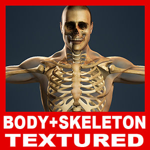 human skeleton male body 3d max