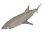 great white shark 3d obj