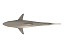 great white shark 3d obj