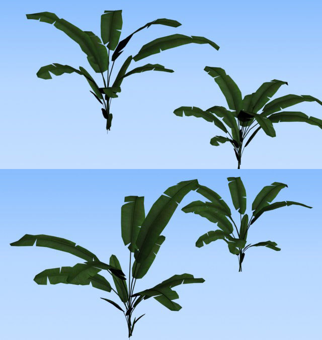 leaf japanese banana max