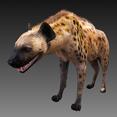 spotted hyena 3d model