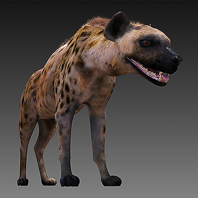 spotted hyena 3d model