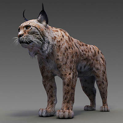 iberian lynx by 3drivers