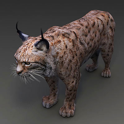 iberian lynx by 3drivers