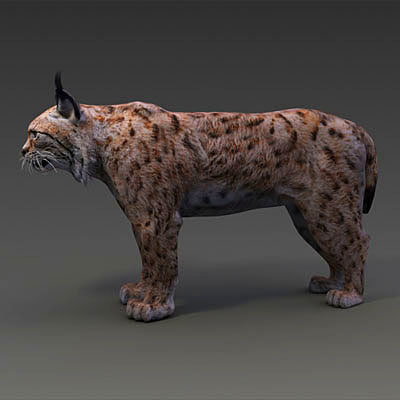 iberian lynx by 3drivers