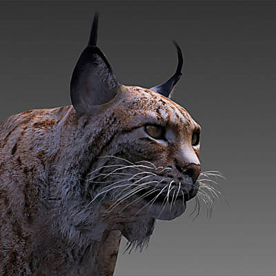 iberian lynx by 3drivers