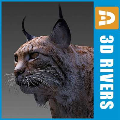 endangered animals iberian lynx 3d model