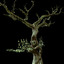secular tree 3d model