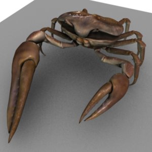 fiddler crab rigged 3d model