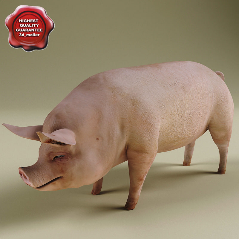 3d model of pig modelled