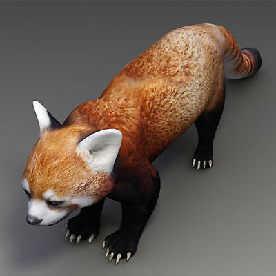 3d model red panda