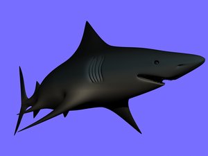shark 3d model