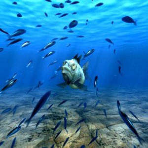 underwater animation fish 3d max