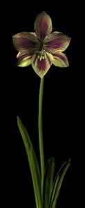 3d model flower amaryllis papillio