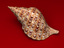 3d model seashell shell sea