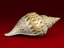 3d model seashell shell sea