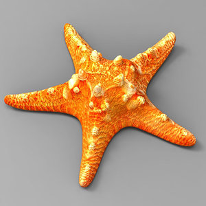3d model starfish fish