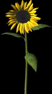 flower sunflower 3d model