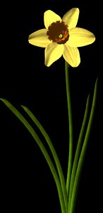 3d daffodil flower model