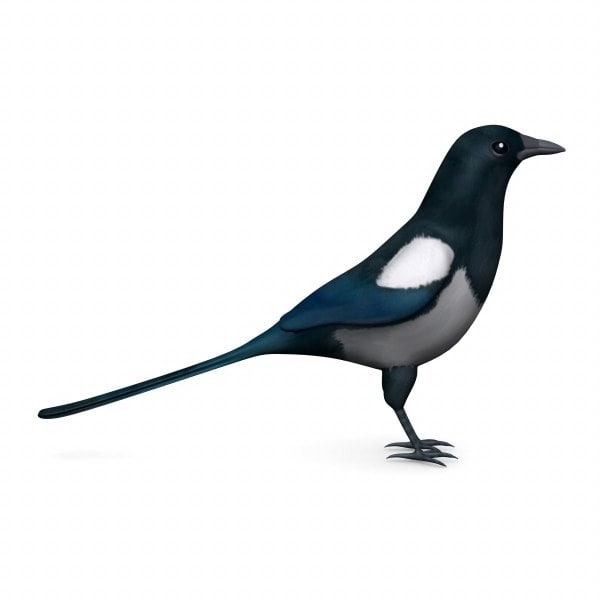 magpie pie 3d model