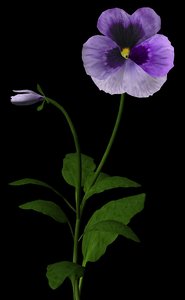 flower purple pansy 3d ma