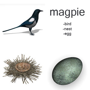 3d model magpie set