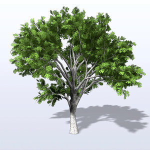 white oak tree 3d model