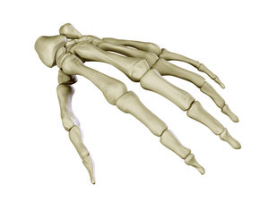 3ds max hand skeleton