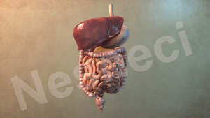 internal organs 3d model