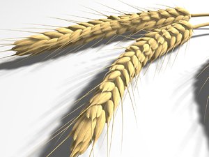 wheat 3d model