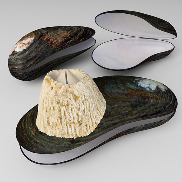 Clam Shell 3D Models and Textures
