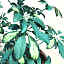shefflera actinophylla v2 3d c4d