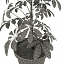 shefflera actinophylla v2 3d c4d