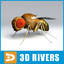 drosophila insect 3d model