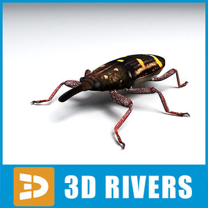 3d model weevil insect