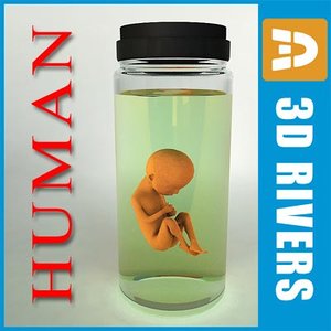 3d thirty weeks human embryo model