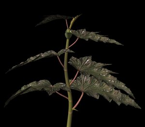 plant sawtooth begonia 3d ma