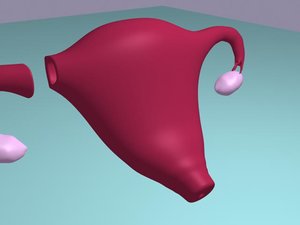 uterus cervix fallopian 3d model
