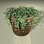 ivy plant 3ds