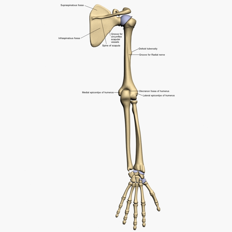 3d Model Bones Human Arm Anatomy