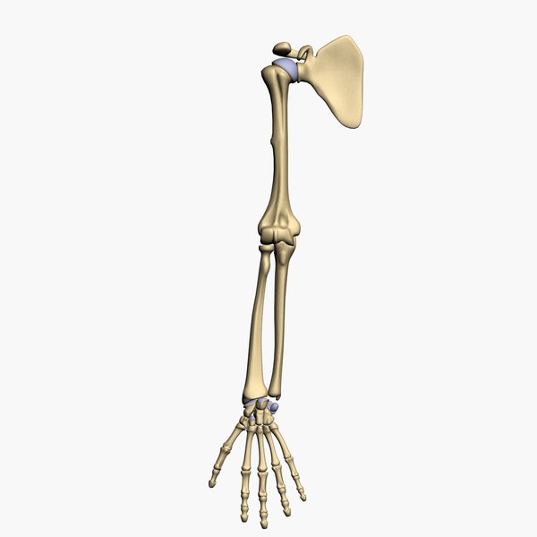 3d model bones human arm anatomy