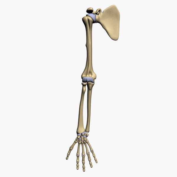 骨骼臂3d模型